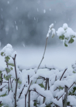 Snowy Bush with Visible Branches