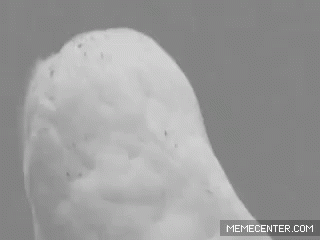 Snowy Owl Black and White