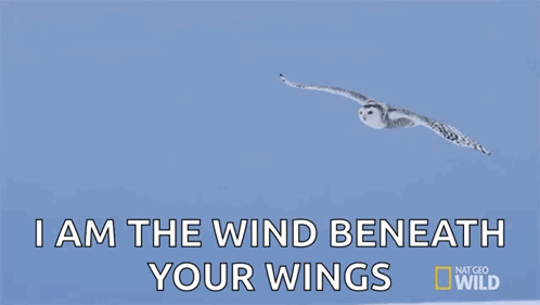 Snowy Owl I Am Wind Beneath Your Wings GIF