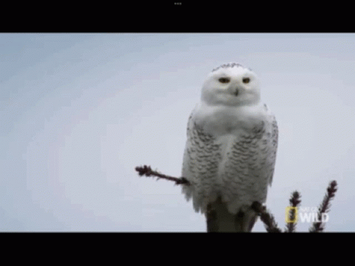 Snowy Owl Perched On Branch With National Geographic GIF