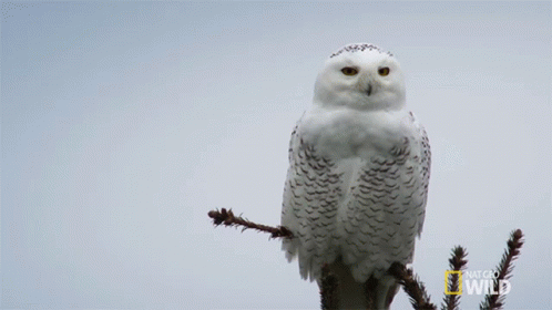 Snowy Owl Perched on Tree Branch National Geographic Wild