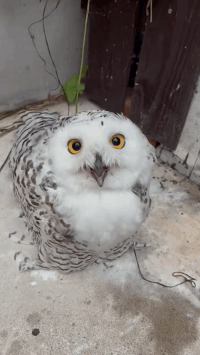 Snowy Owl with Yellow Eyes Sitting