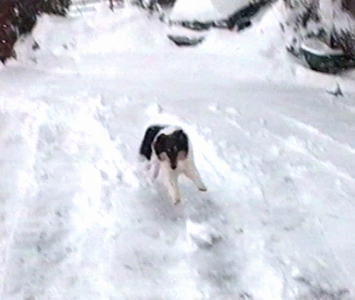 Snowy Saturday Happy Dog GIF