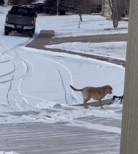 Snowy Saturday Helping Dog GIF