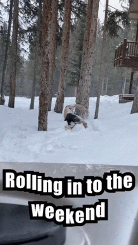 Snowy Saturday Rolling Into The Weekend GIF