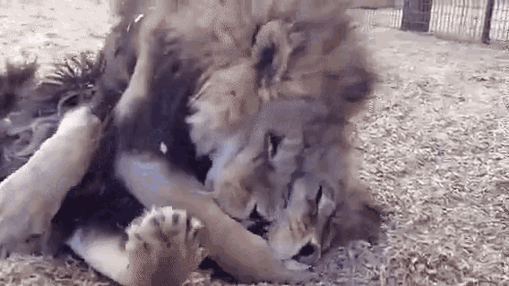 Snuggle Lion Cuddle GIF
