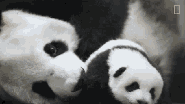 Snuggling Cute Pandas GIF