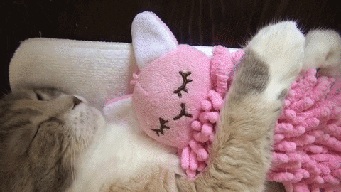 Goodnight Love Snuggling Kitten GIF