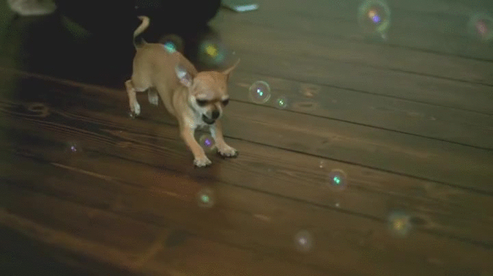 So Cute Bubbles Chihuahua GIF