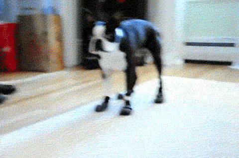 So Cute Dog Shoes Treats GIF