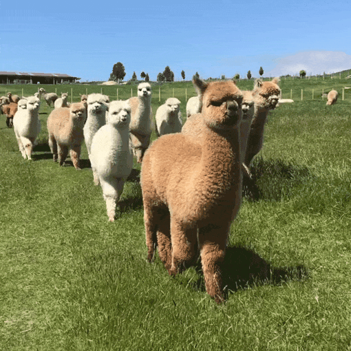 So Cute Dundreugan Alpacas GIF
