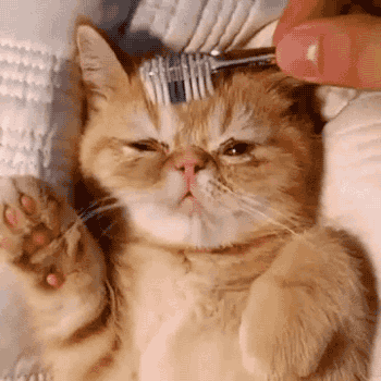 So Cute Kitten Fur Brush GIF