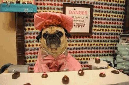 So Cute Lady Pug Chocolate Treats GIF