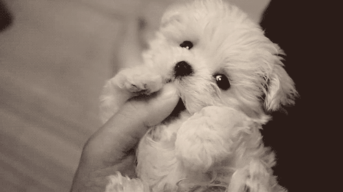 So Cute Maltese Dog Tickle GIF