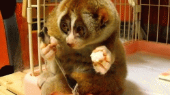 So Cute Slow Loris Eating GIF