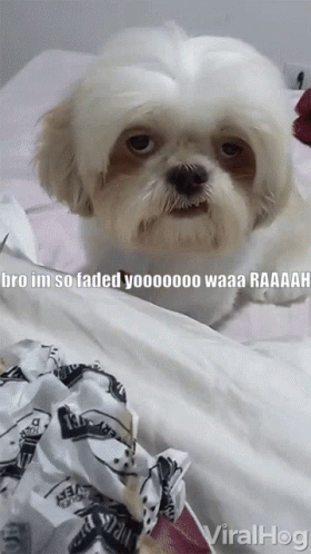So Faded Ugly Dog GIF