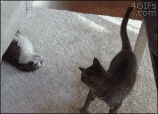 So Funny Lazy Cat Slides Playing GIF