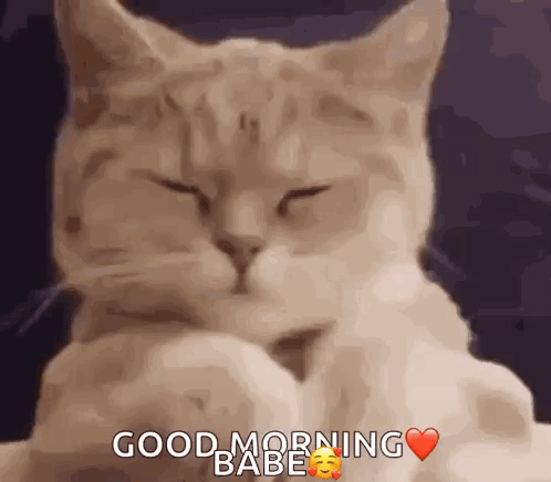 So Happy Full Cat Good Morning Babe GIF