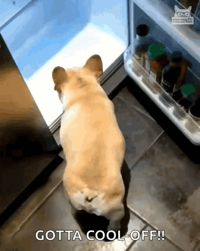 So Hot Right Now Dog Entering Refrigerator GIF