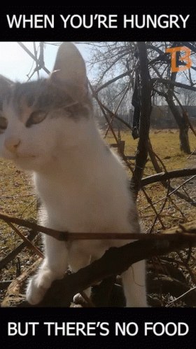 So Hungry Cat Looking For Food GIF