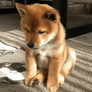 So Sad Shiba Inu GIF