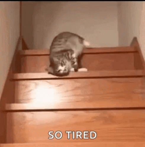 So Tired Lazy Cat Sliding On Stairs GIF