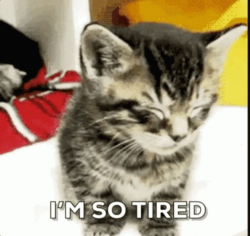 Im So Tired Little Cat GIF