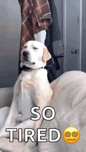 So Tired Labrador Retriever Sleepy Meme GIF