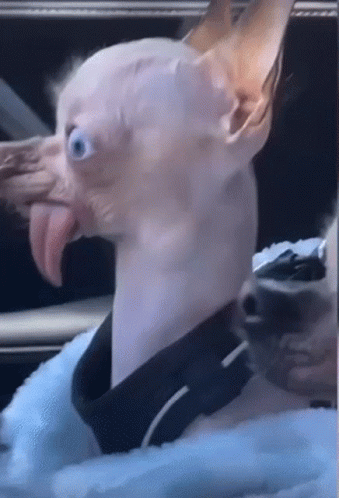 So Ugly Dog GIF