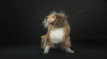 Soaking Wet Doggy GIF