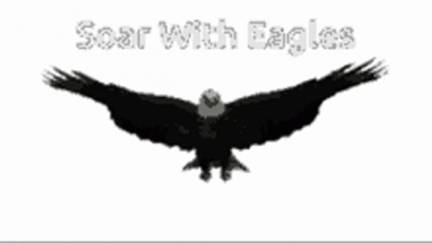 Soar With Eagles Flying GIF