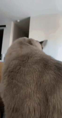 Cat Soft Head Patting GIF