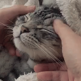 Cat Head Soft Massage GIF