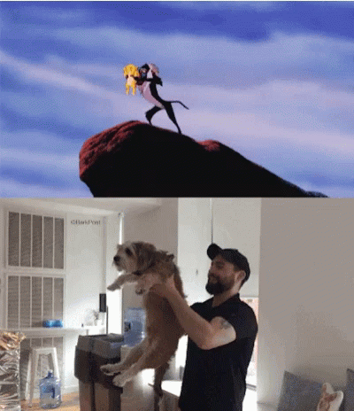 Soft Coated Wheaten Terrier Lion King Meme GIF