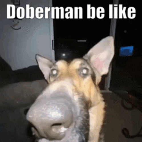 Sogie Funny Dog Meme Long Nose GIF