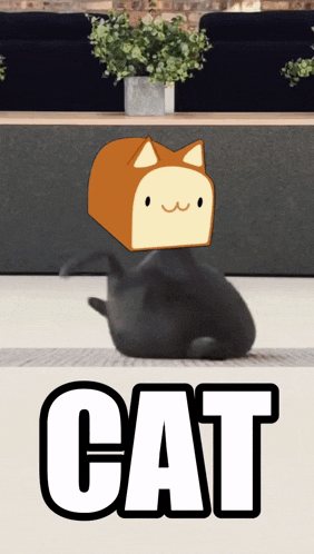 Solana Cat Gif GIF