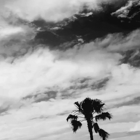 Sole Palm Tree Fluttering On Dark Sky GIF