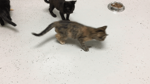 Somali Cat Attack Fight GIF