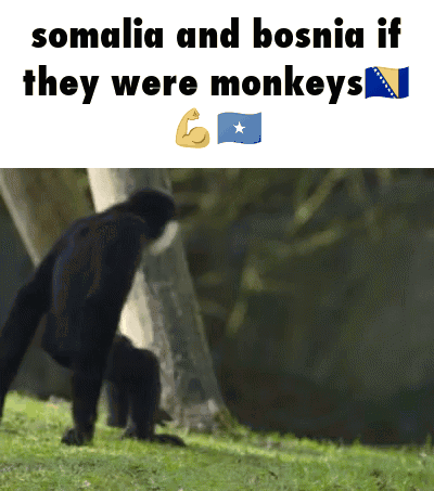 Somalia And Bosnia If They Were Monkeys With A Picture Of A Monkey GIF