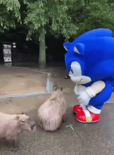 Sonic Feeding Capybara Meme GIF