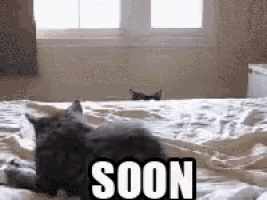 Soon Cat Gif GIF