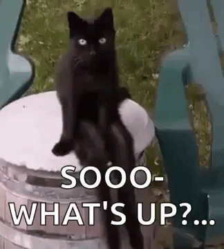 Soooo What's Up Black Cat GIF