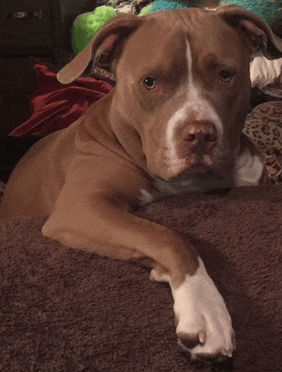 Sophisticated Dog Meme GIF