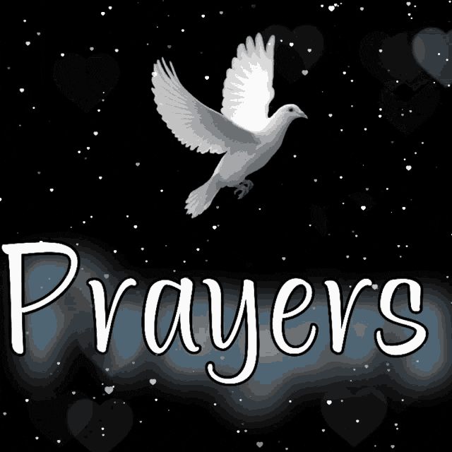 Sorrows Prayers White Columbidae GIF