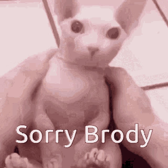 Sorry Brody Sorry Gif GIF