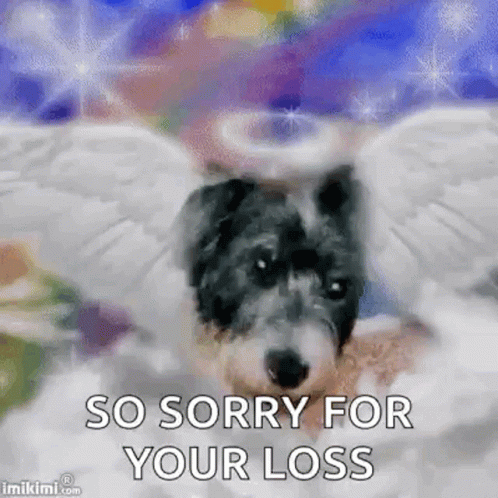 Sorry For Your Loss Angel Puppy GIF