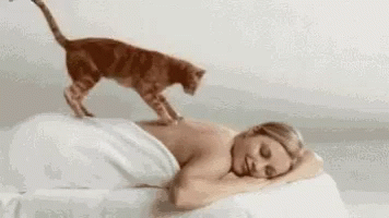 Spa Cat Massage GIF