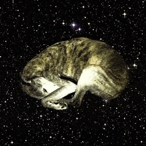Space Dog Stars Galaxy Revolution GIF