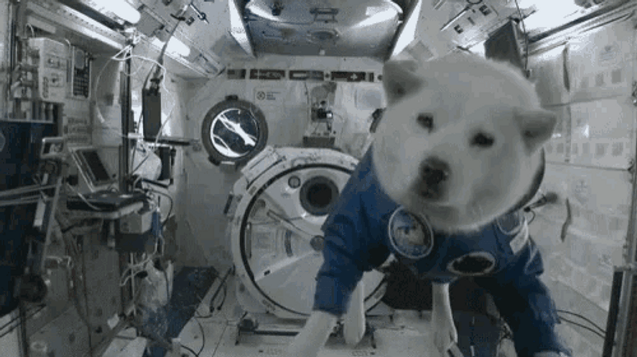 Space Floating White Dog Gravity GIF
