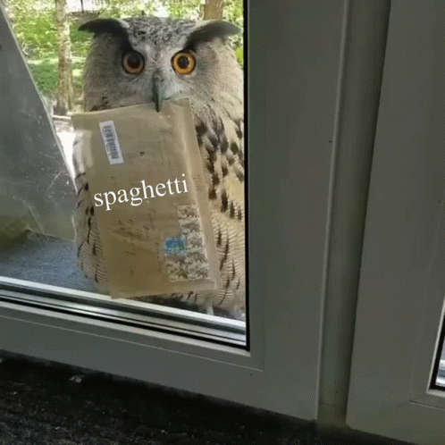 Spaghetti Mail Hedwig GIF